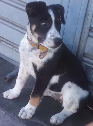 Cachorro raça Blue hiller mixto idade 2 a 6 meses nome Luna