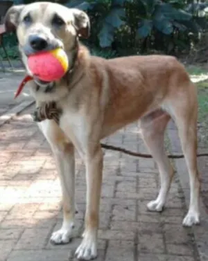 Cachorro raça SRD idade 2 anos nome Lobão