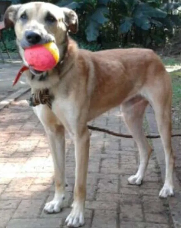 Cachorro ra a SRD idade 2 anos nome Lobão