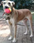 Lobão
