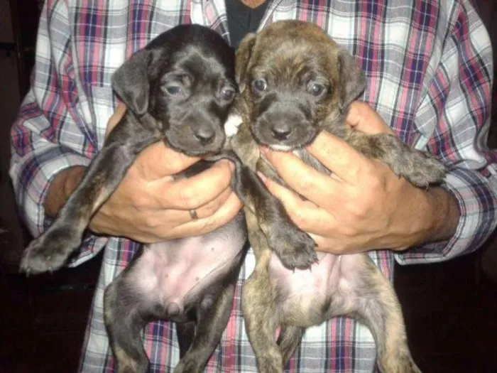 Cachorro raça SRD idade 2 a 6 meses nome Filhotes