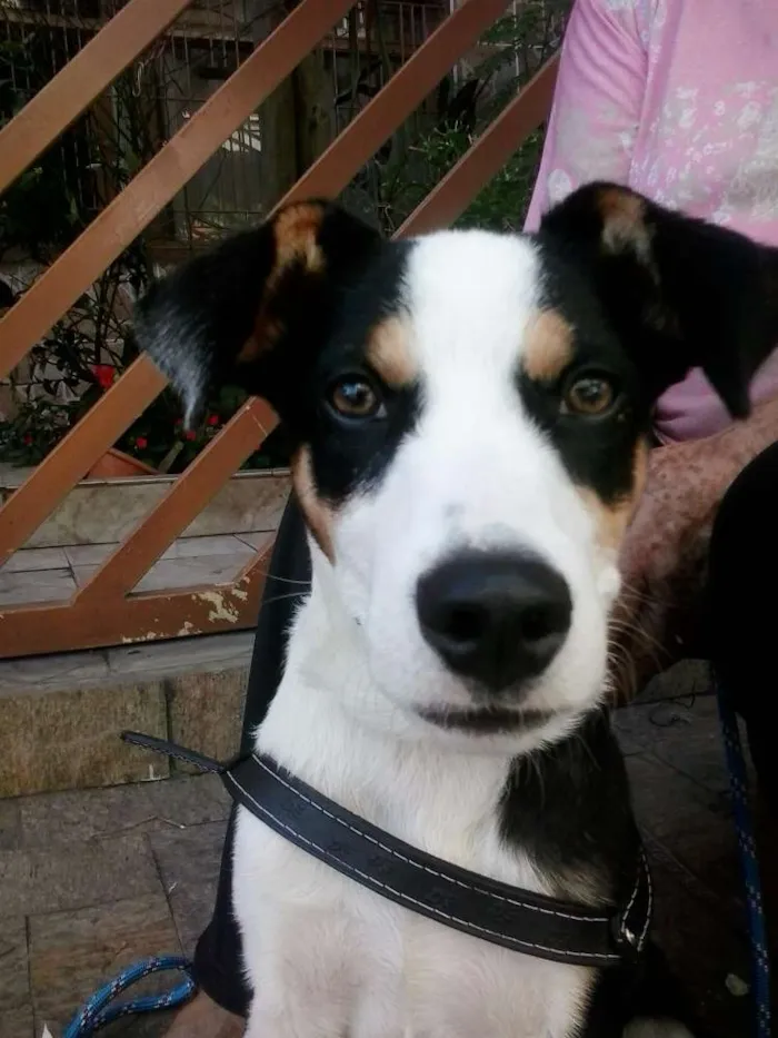 Cachorro ra a SRD idade 7 a 11 meses nome ZORBA