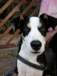 ZORBA