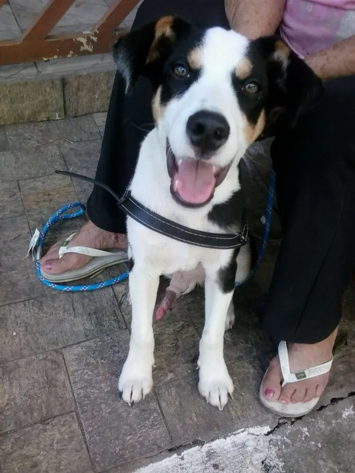 Cachorro ra a SRD idade 7 a 11 meses nome ZORBA