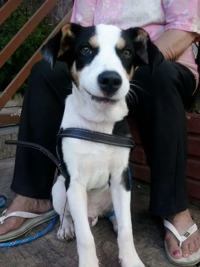 Cachorro ra a SRD idade 7 a 11 meses nome ZORBA