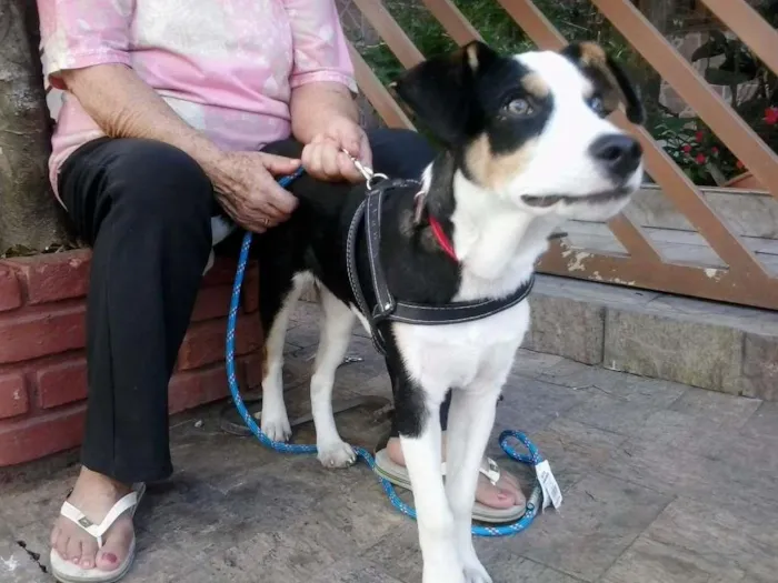 Cachorro ra a SRD idade 7 a 11 meses nome ZORBA