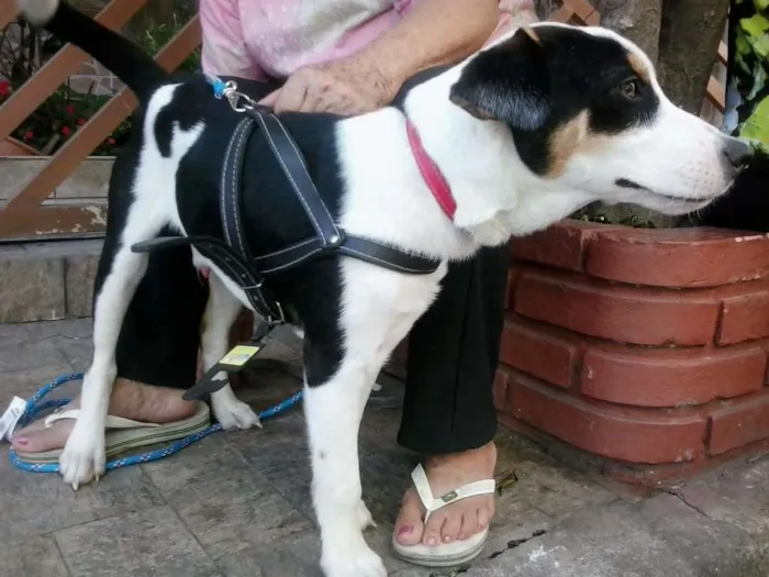 Cachorro ra a SRD idade 7 a 11 meses nome ZORBA