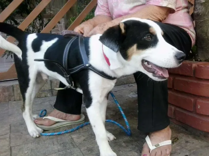 Cachorro ra a SRD idade 7 a 11 meses nome ZORBA