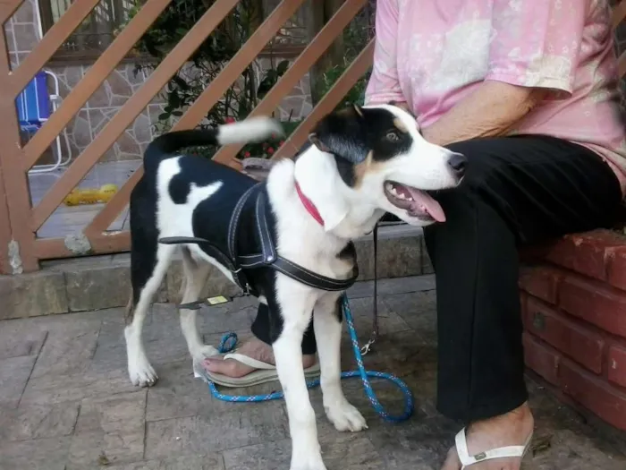 Cachorro ra a SRD idade 7 a 11 meses nome ZORBA