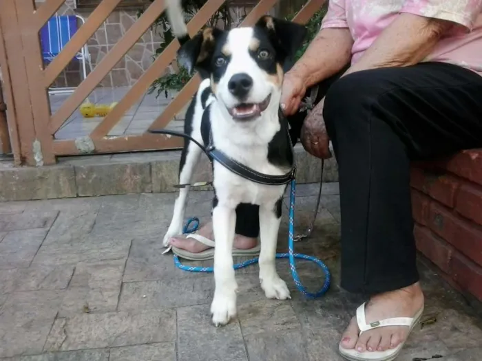 Cachorro ra a SRD idade 7 a 11 meses nome ZORBA