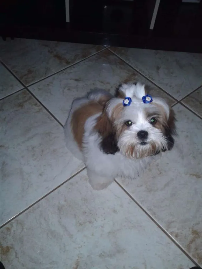 Cachorro ra a lhasa apson idade 7 a 11 meses nome Dandara