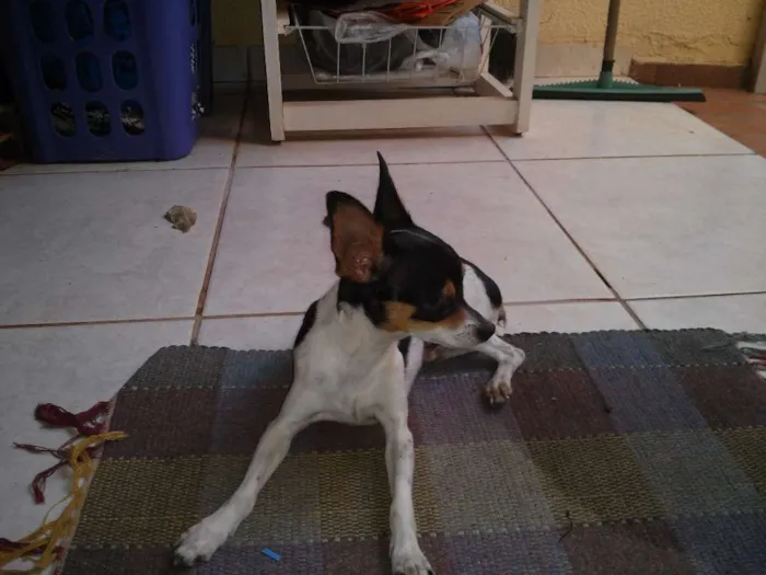 Cachorro ra a Pinscher idade  nome não sabido