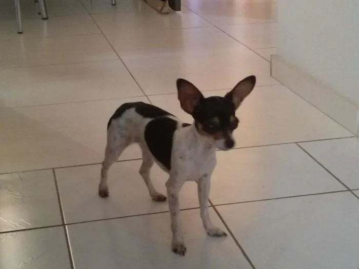 Cachorro ra a Pinscher idade  nome não sabido