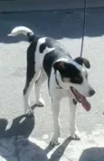 ZORBA