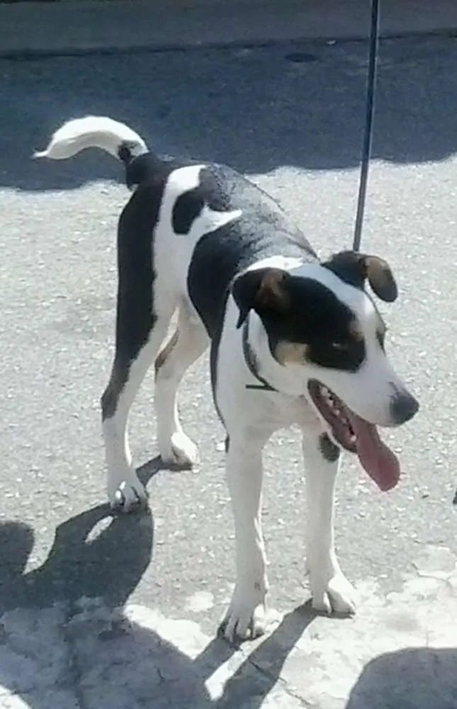 Cachorro ra a SRD idade 7 a 11 meses nome ZORBA