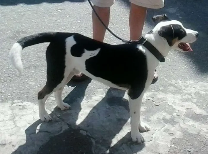 Cachorro ra a SRD idade 7 a 11 meses nome ZORBA