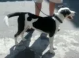 ZORBA