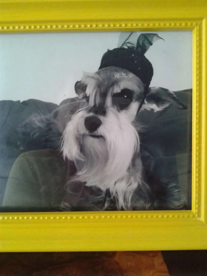 Cachorro ra a Shnauzer idade 6 ou mais anos nome Tess GRATIFICA