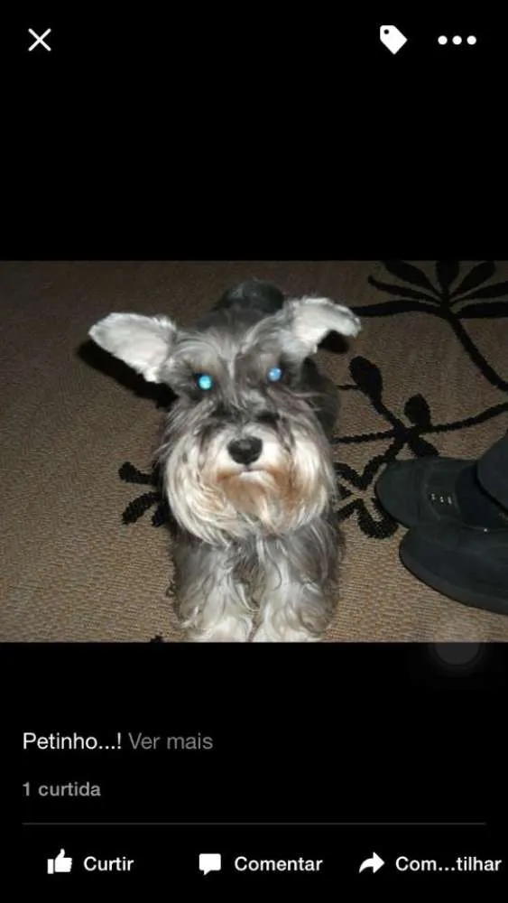 Cachorro ra a Shnauzer idade 6 ou mais anos nome Tess GRATIFICA