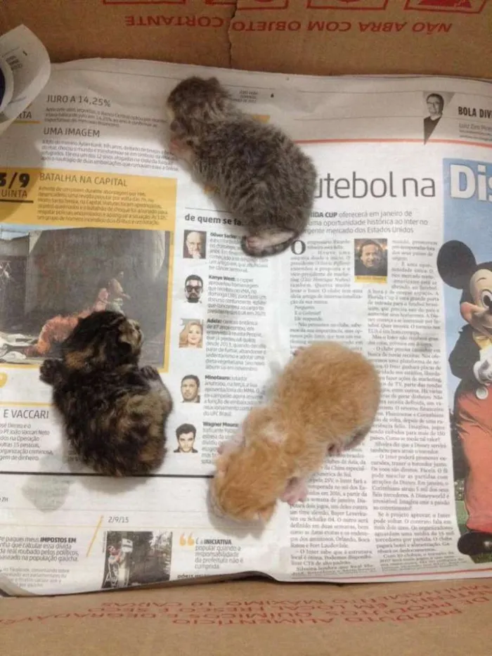 Gato ra a De rua idade Abaixo de 2 meses nome Sem nomes