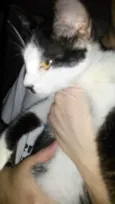 Gigi