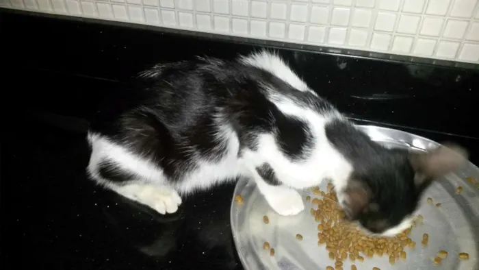 Gato raça Não definida idade 2 a 6 meses nome Gigi