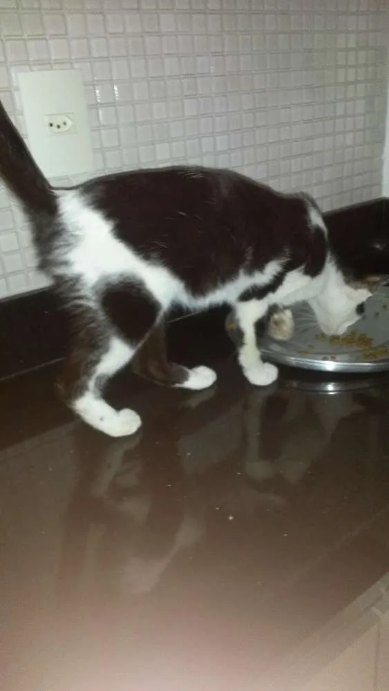 Gato raça Não definida idade 2 a 6 meses nome Gigi