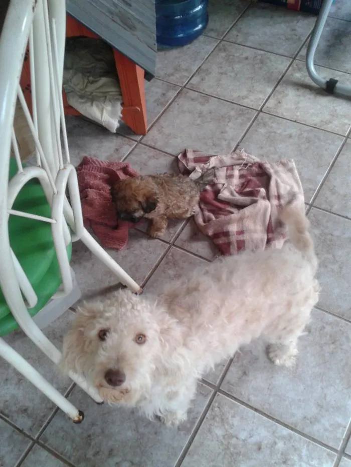 Cachorro ra a poodle idade Abaixo de 2 meses nome filhote