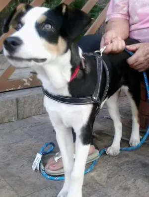 Cachorro raça SRD idade 7 a 11 meses nome ZORBA