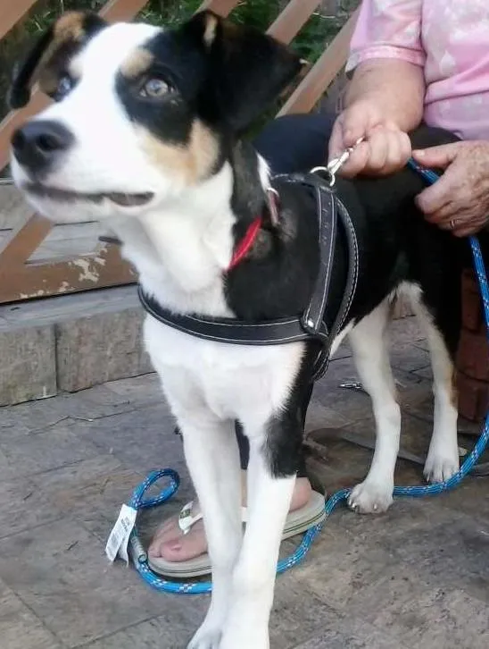 Cachorro ra a SRD idade 7 a 11 meses nome ZORBA