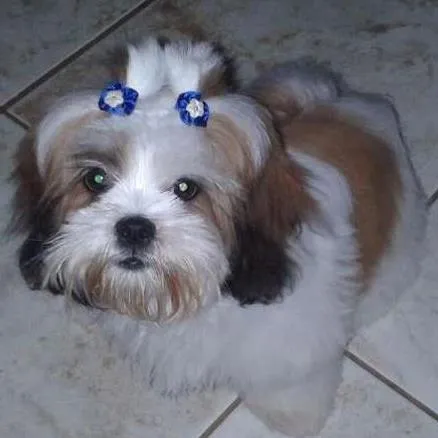 Cachorro ra a lhasa apson idade 7 a 11 meses nome Dandara