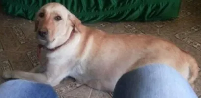 Cachorro raça Labrador idade 2 anos nome Lanna