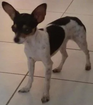 Cachorro raça Pinscher idade  nome não sabido