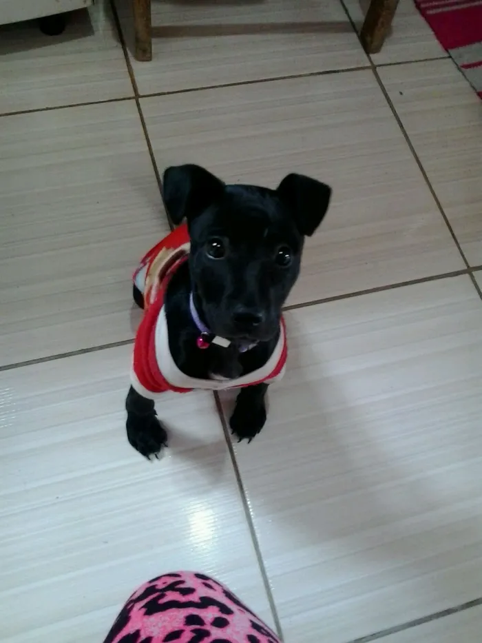 Cachorro ra a labradora i vira lata idade Abaixo de 2 meses nome sem nome