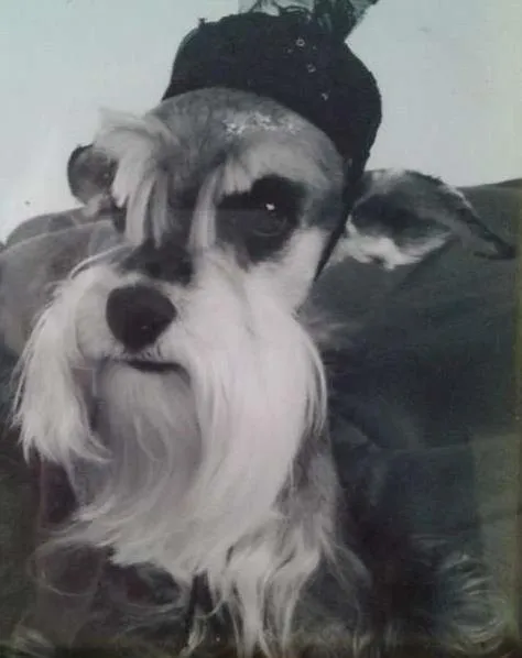 Cachorro ra a Shnauzer idade 6 ou mais anos nome Tess GRATIFICA