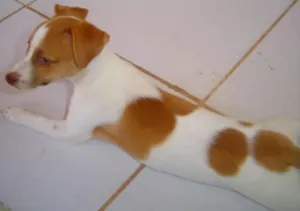Cachorro raça Fox paulistinha idade 6 ou mais anos nome Mel 