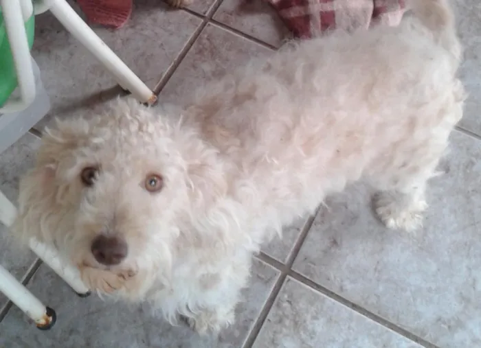 Cachorro ra a poodle idade Abaixo de 2 meses nome filhote