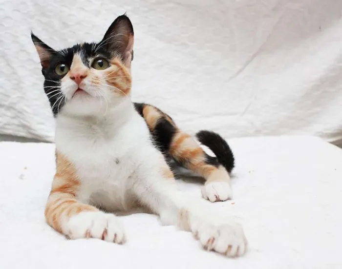 Gato ra a SRD idade 2 a 6 meses nome Sam e Lola
