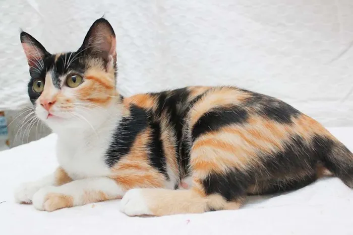 Gato ra a SRD idade 2 a 6 meses nome Sam e Lola