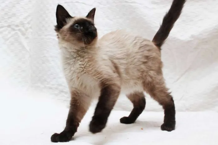Gato ra a SRD idade 2 a 6 meses nome Sam e Lola