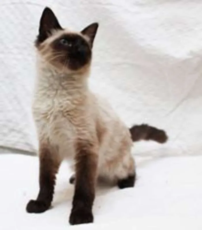 Gato ra a SRD idade 2 a 6 meses nome Sam e Lola