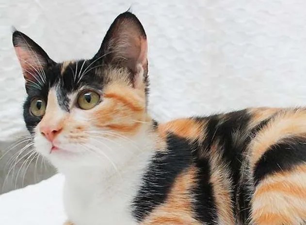 Gato ra a SRD idade 2 a 6 meses nome Sam e Lola