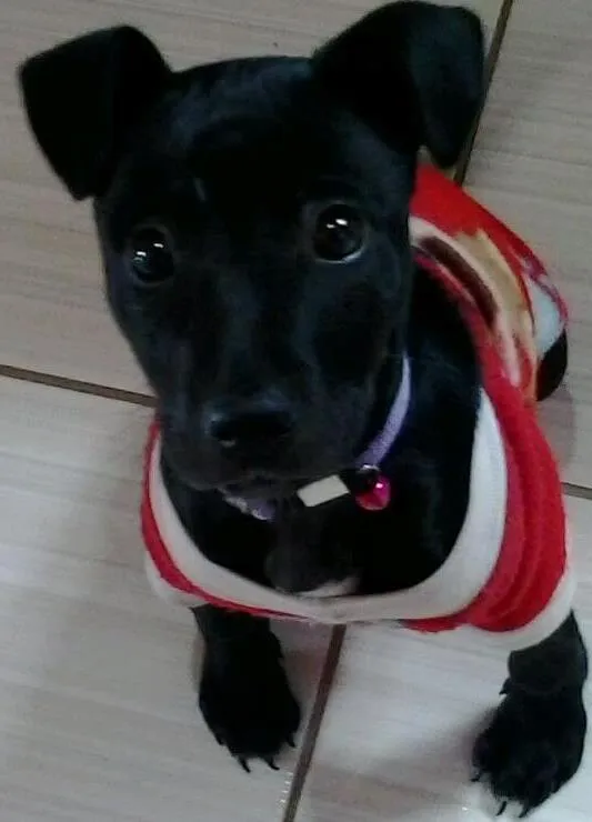 Cachorro ra a labradora i vira lata idade Abaixo de 2 meses nome sem nome