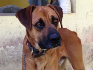 Cachorro raça Boxer idade  nome Billy