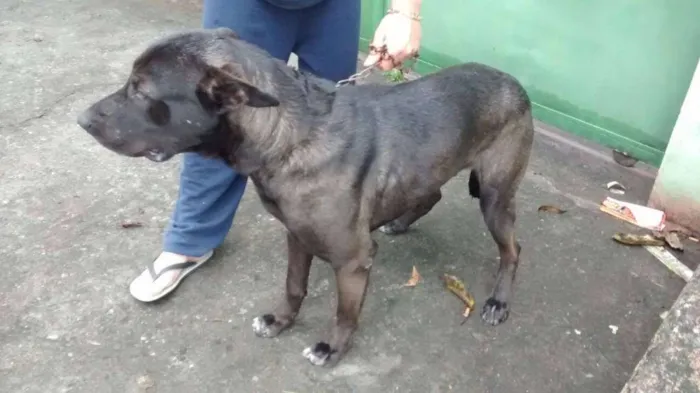 Cachorro ra a SRD idade 2 anos nome GIGANTE NEGRO
