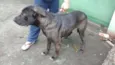GIGANTE NEGRO