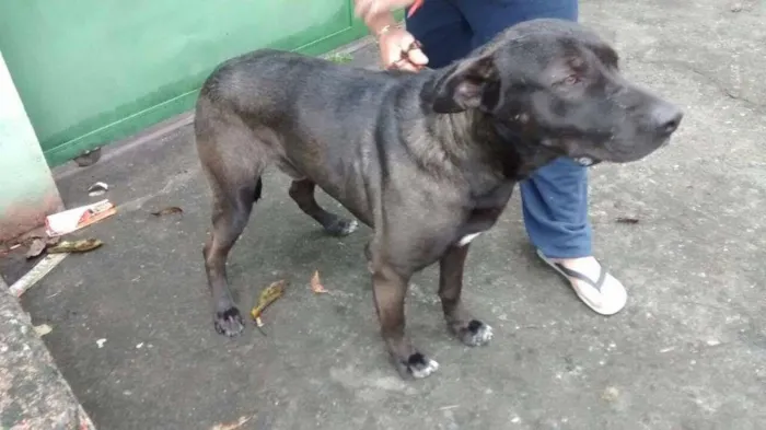Cachorro ra a SRD idade 2 anos nome GIGANTE NEGRO