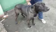 GIGANTE NEGRO