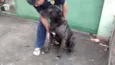 GIGANTE NEGRO