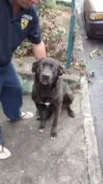 GIGANTE NEGRO